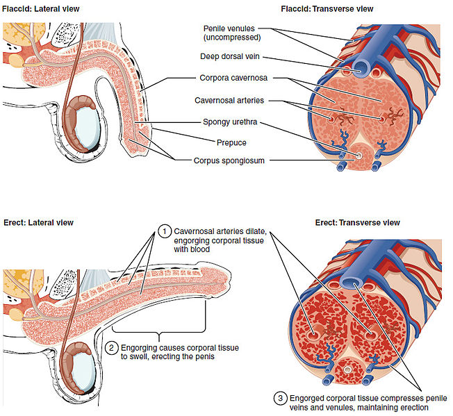 Erectile tissue and blood supply to the penis