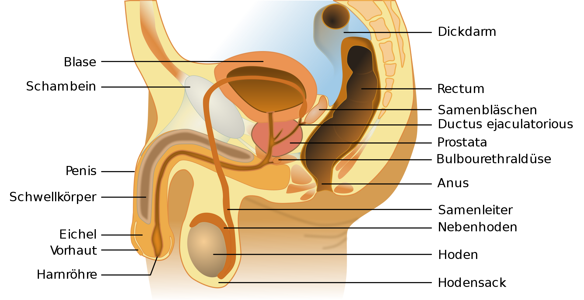 Erektile Dysfunction