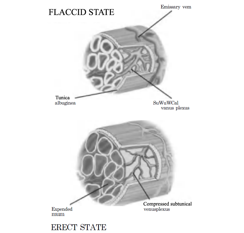 Mechanism of the Erectile Process