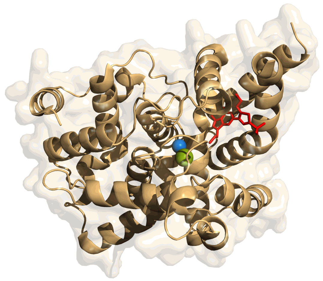 Phosphodiestérase-5