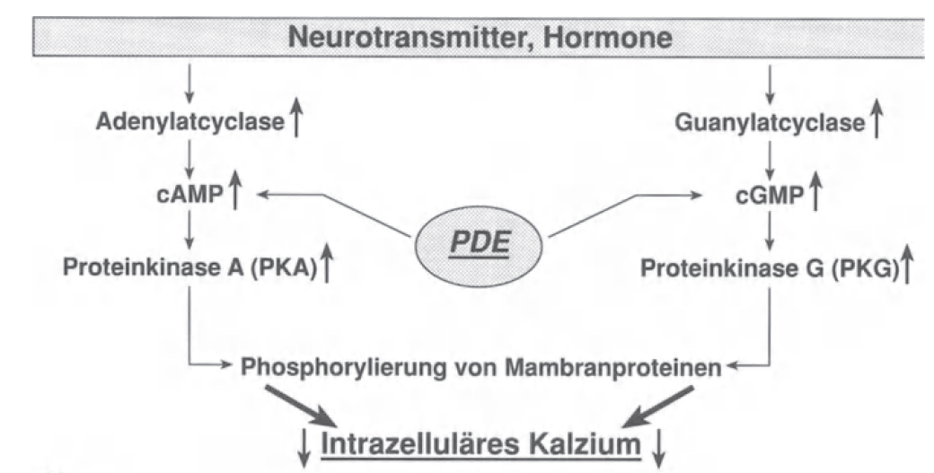 Mechanism of action of sildenafil