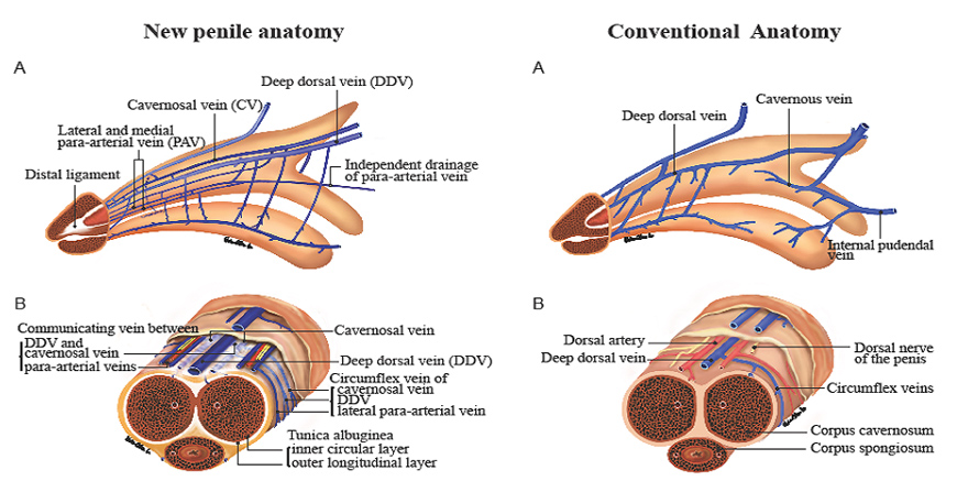 Anatomie van de penis