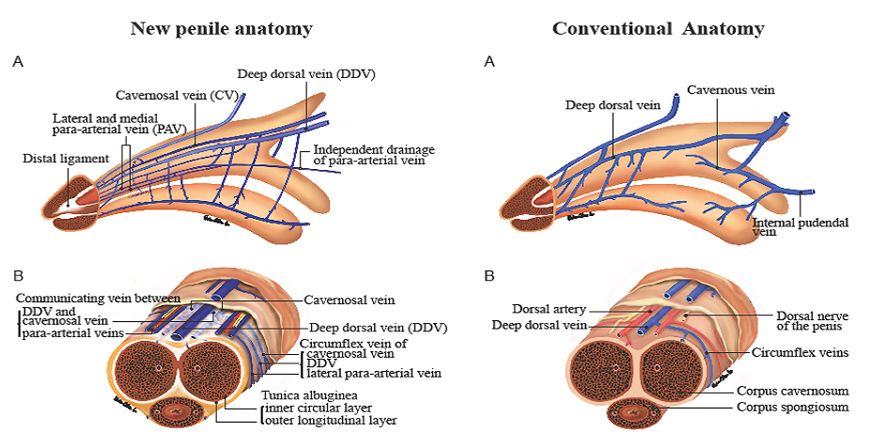 Erektion anatomy