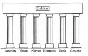 Factoren die de erectie beïnvloeden