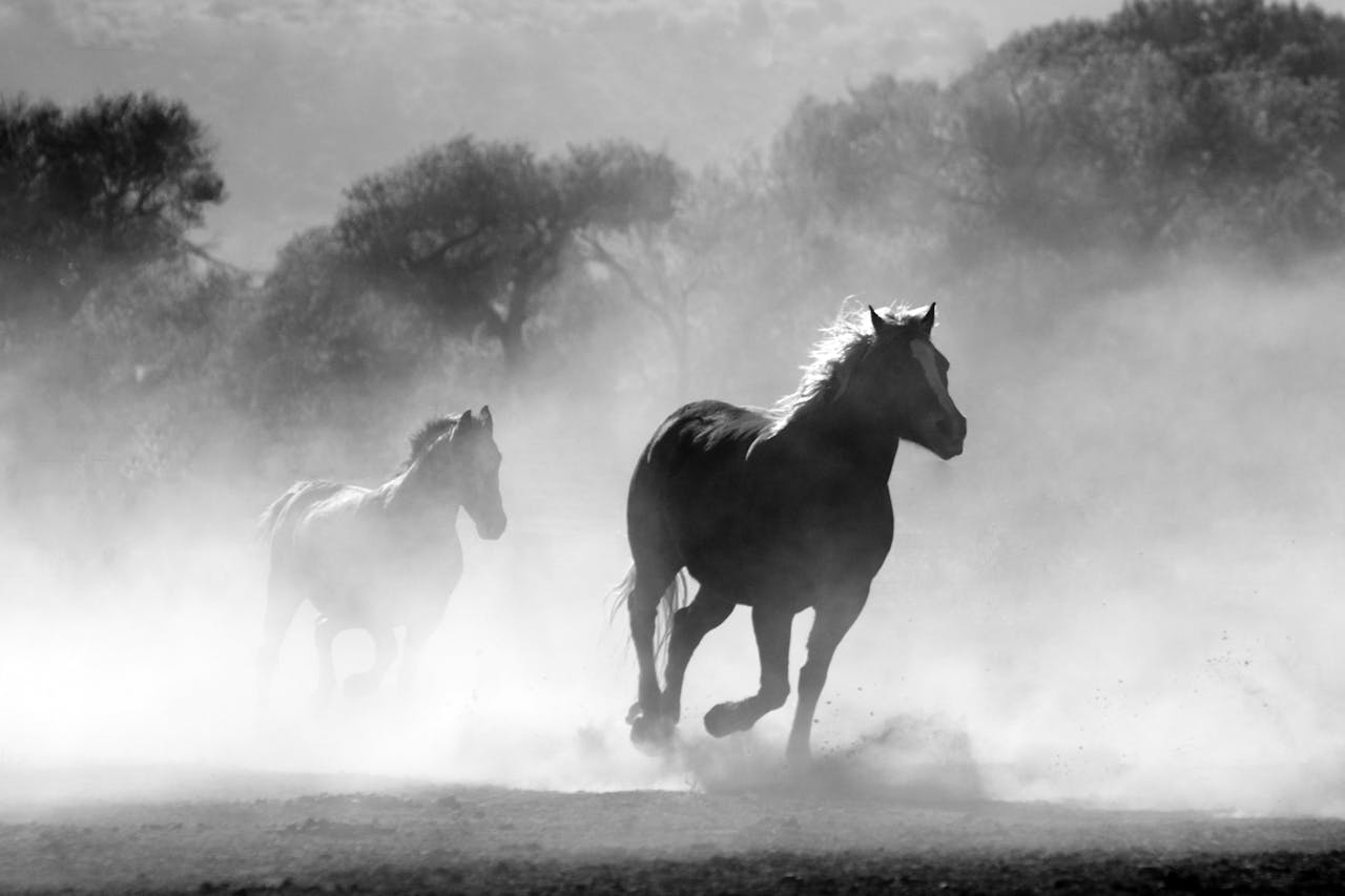 Snelle paarden in het wild