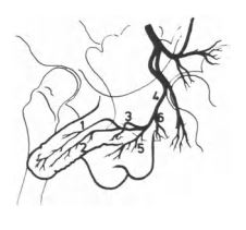 Schematic representation of the arterial branches