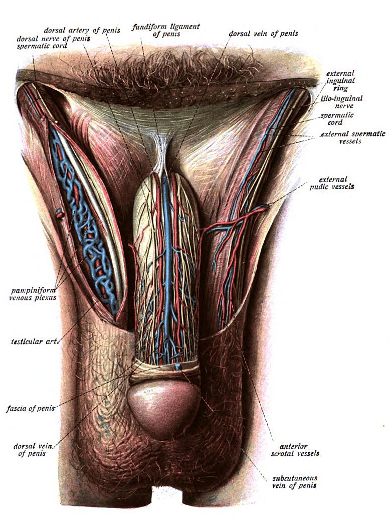 El sistema reproductor masculino