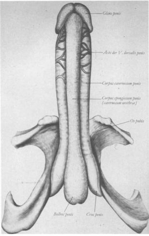 Erect corpus cavernosum of the penis