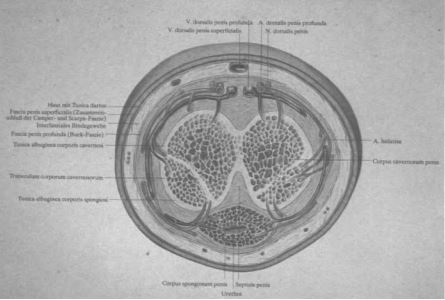 Cross section through the male penis