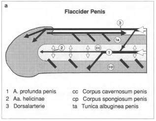 Pene flácido