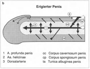Erect penis