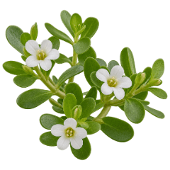 Bacopa monnieri