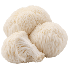 Hericium