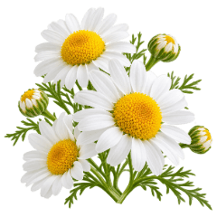 Chamomile flowers