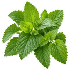 Lemon balm