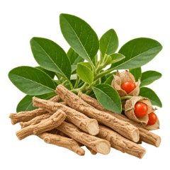 Radice di ashwagandha
